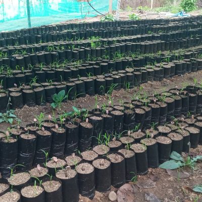 Germinación de Plantas