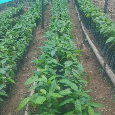 Selección de plantas