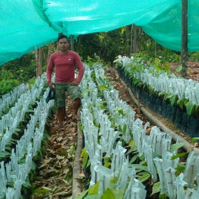 Injertado de plantas