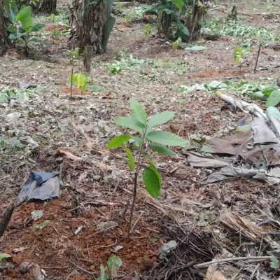 Cultivo al campo definitivo